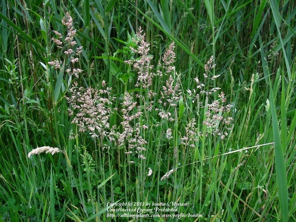 Photo of Common Velvetgrass (Holcus lanatus) uploaded by bonitin