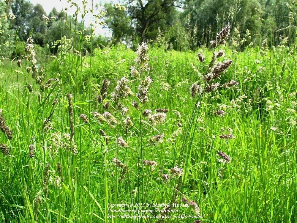 Photo of Orchard-Grass (Dactylis glomerata) uploaded by bonitin