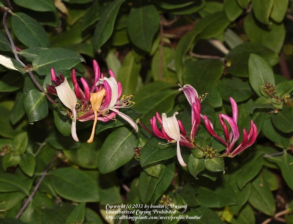 Honeysuckles Plant Care and Collection of Varieties