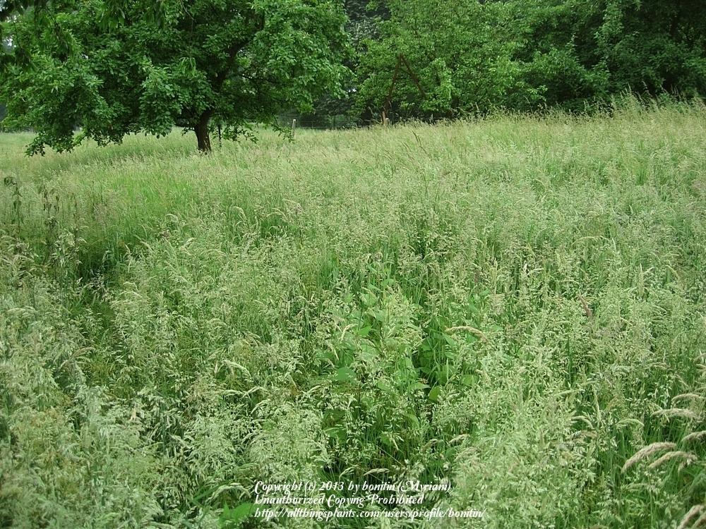 Photo of Common Velvetgrass (Holcus lanatus) uploaded by bonitin