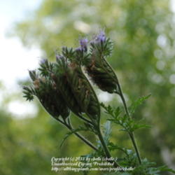 Location: My Northeastern Indiana Gardens - Zone 5b
Date: 2012-06-13
Developing seed heads
