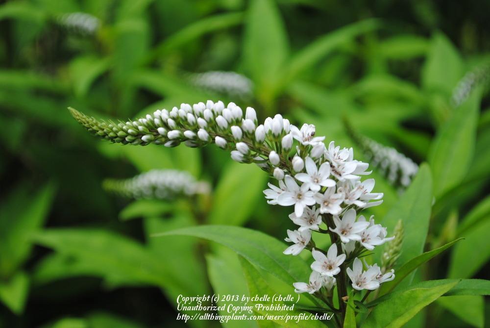 Photo of Gooseneck Loosestrife (Lysimachia clethroides) uploaded by chelle