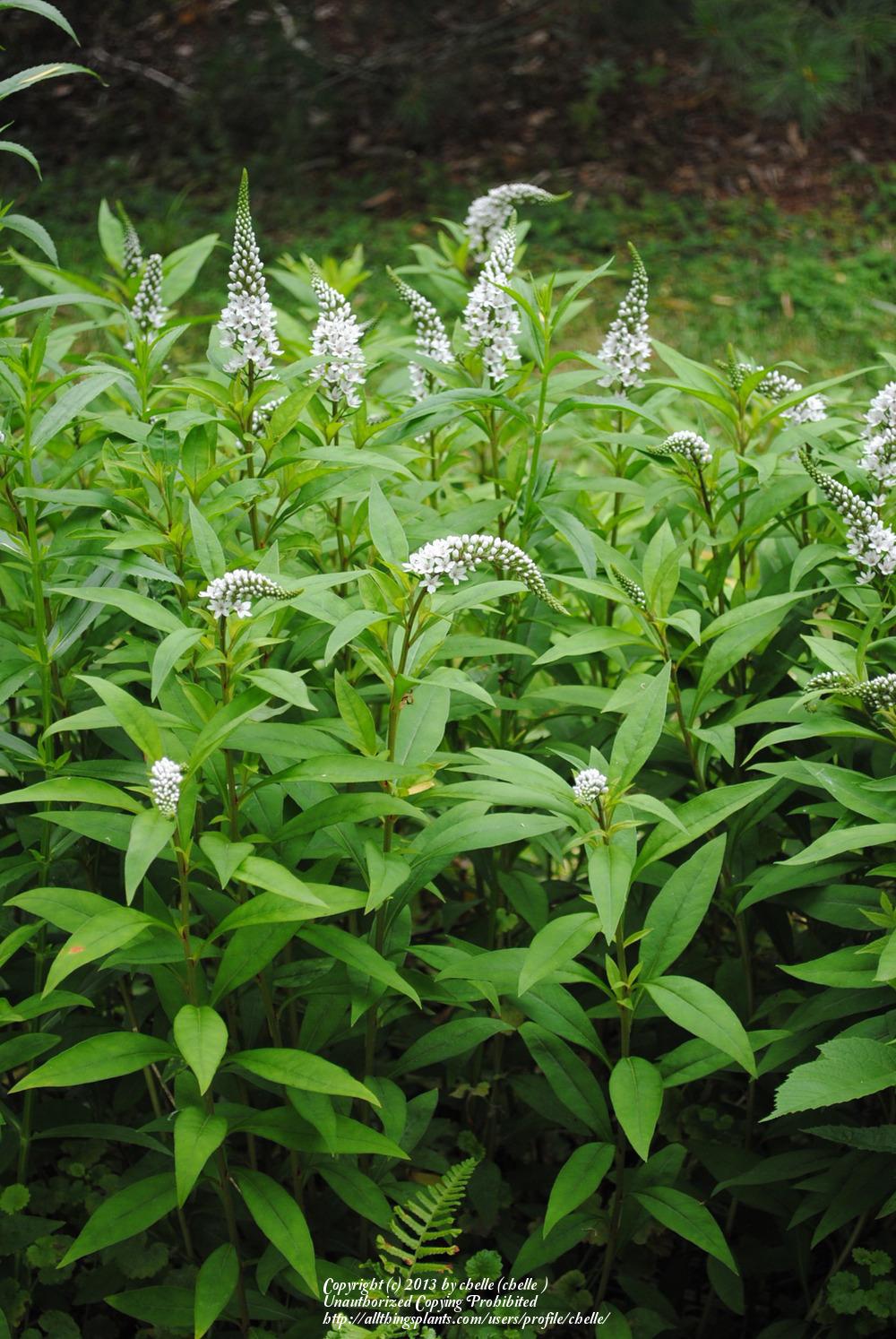 Photo of Gooseneck Loosestrife (Lysimachia clethroides) uploaded by chelle