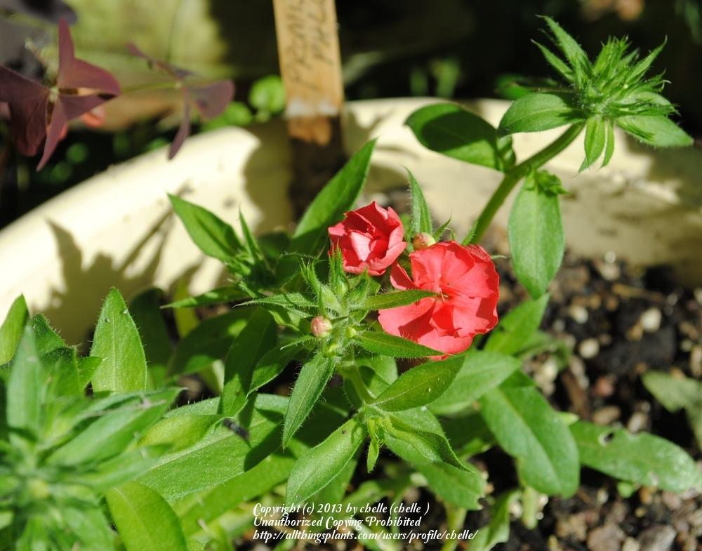 Photo of Annual Phlox (Phlox drummondii 'Promise® Mix') uploaded by chelle