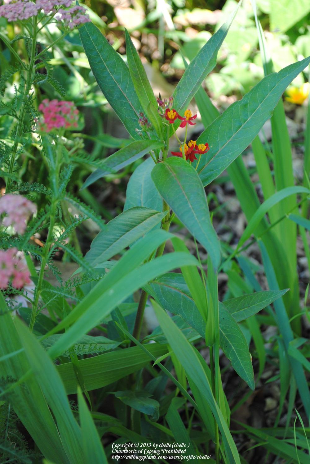 Photo of Mexican Milkweed (Asclepias curassavica 'Silky Deep Red') uploaded by chelle