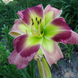 Location: DAYLILIES BY THE POND
Date: 07/2010