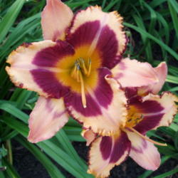 Location: DAYLILIES BY THE POND
Date: 07/2010