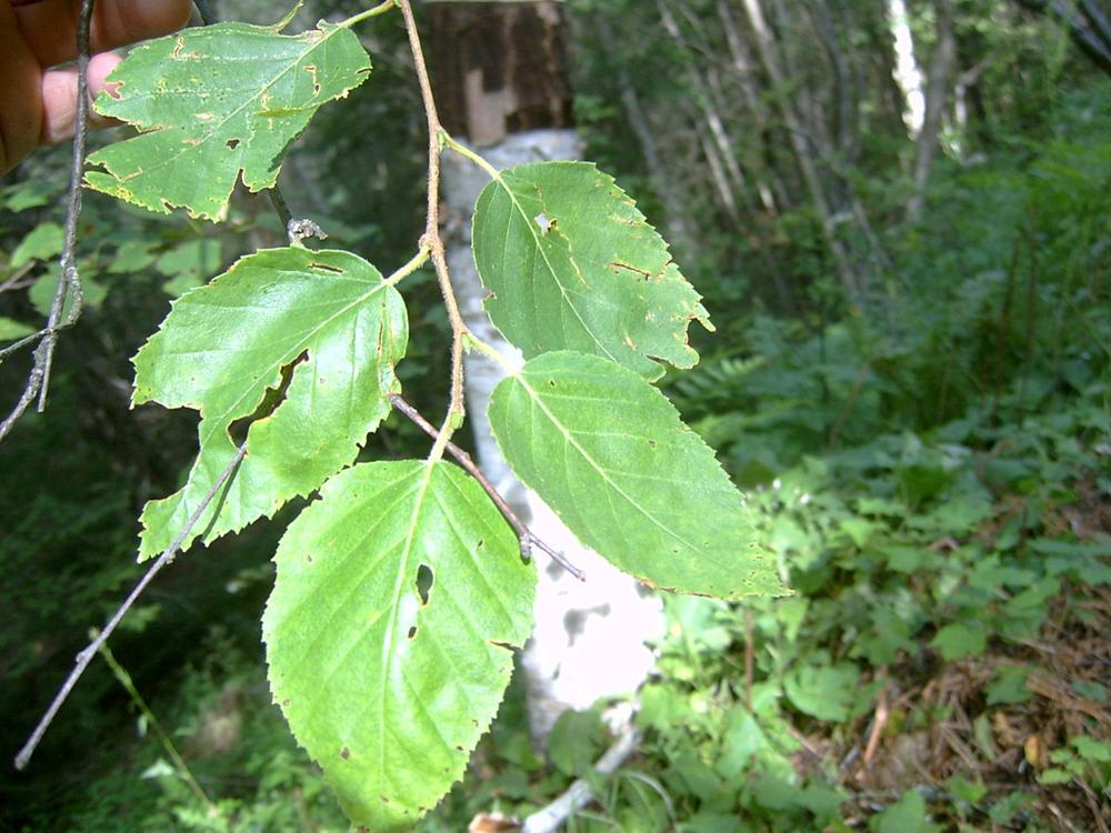 Photo of Paper Birch (Betula papyrifera) uploaded by SongofJoy