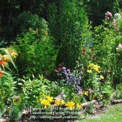 Location: My Northeastern Indiana Gardens - Zone 5b
Date: 2012-07-03
First year in my garden