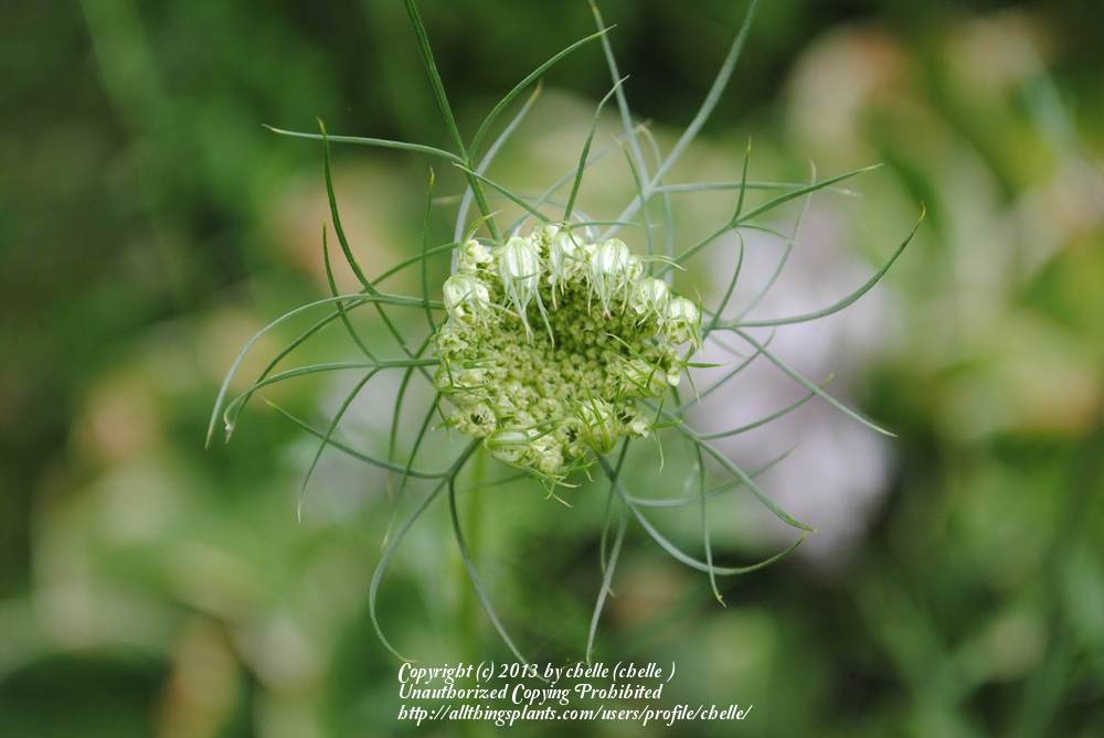Photo of Queen Anne's Lace (Daucus carota) uploaded by chelle