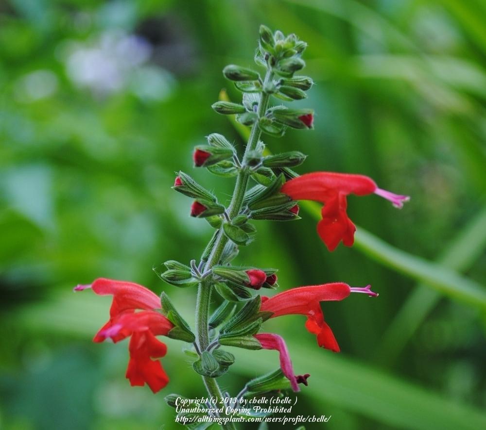 Photo of Scarlet Sage (Salvia coccinea) uploaded by chelle