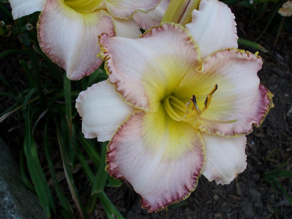 Photo of Daylily (Hemerocallis 'Forsyth Classic Touch') uploaded by snickerspooh