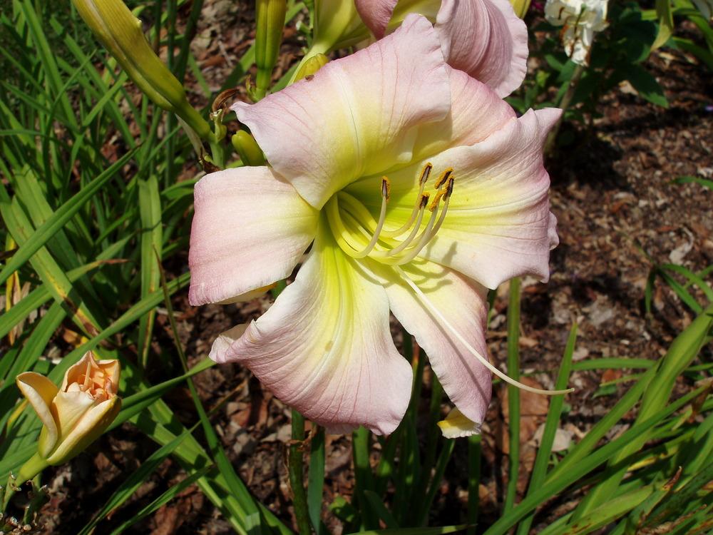 Photo of Daylily (Hemerocallis 'Crystal Springs') uploaded by snickerspooh