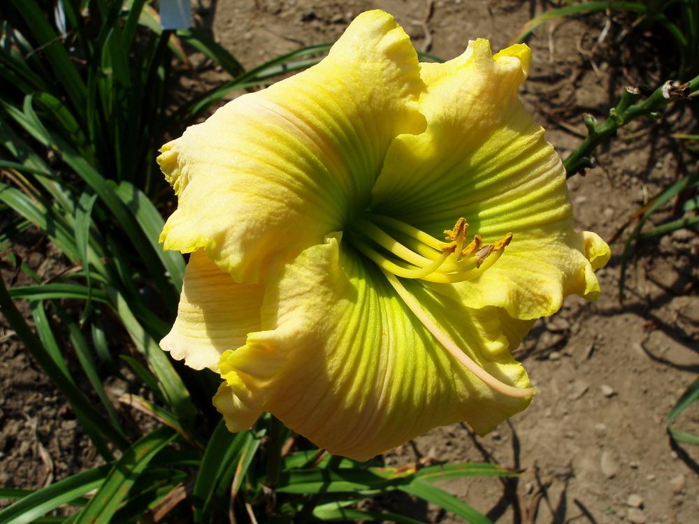 Photo of Daylily (Hemerocallis 'Going Green') uploaded by snickerspooh