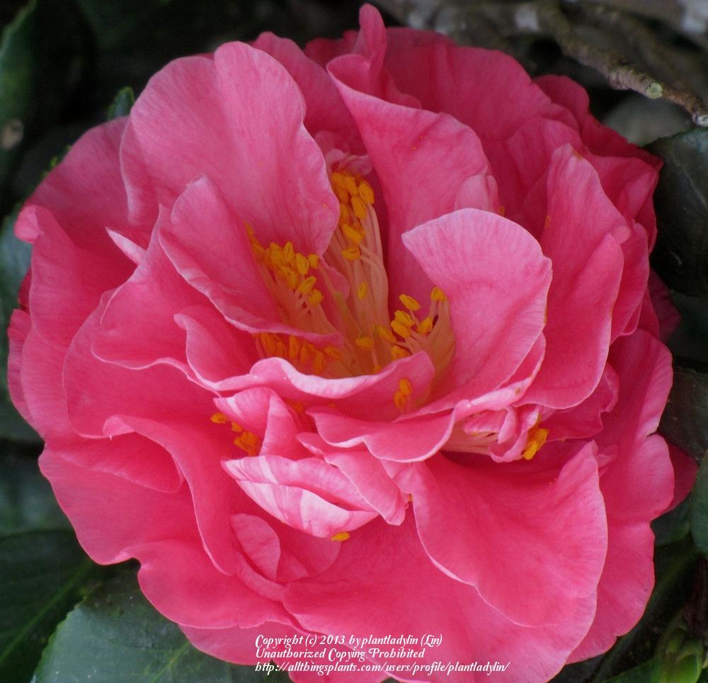 Photo of Camellia (Camellia sasanqua) uploaded by plantladylin