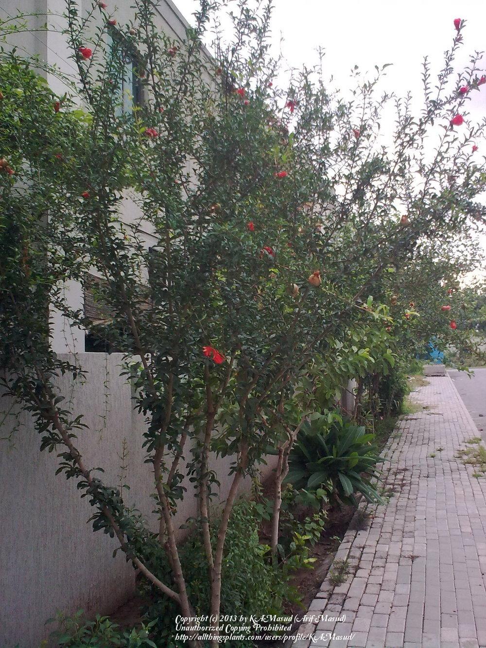 Photo of Pomegranates (Punica granatum) uploaded by KAMasud