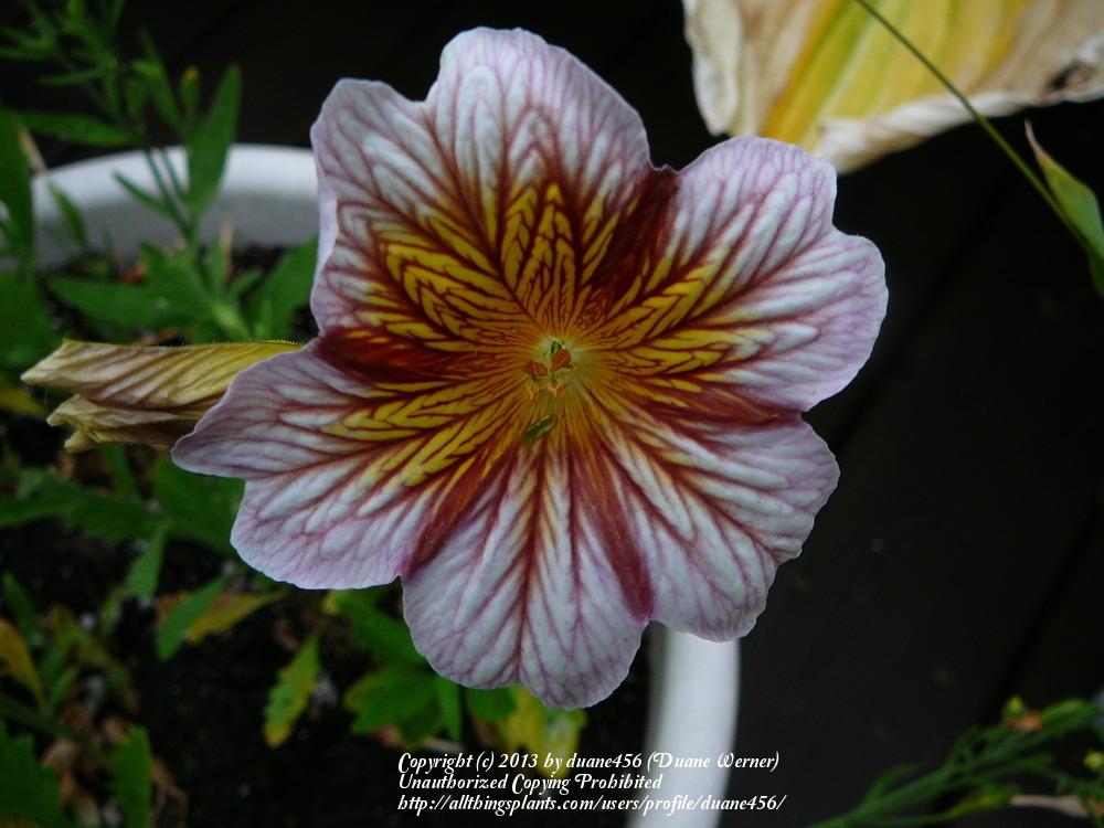 Photo of Painted Tongue (Salpiglossis sinuata) uploaded by duane456