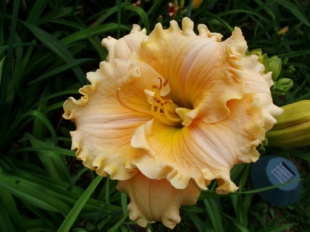 Photo of Daylily (Hemerocallis 'Annie's Delight') uploaded by snickerspooh