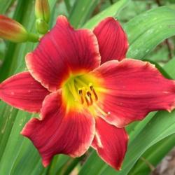 
Courtesy of Banner Daylily Gardens Used with permission