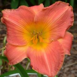 
Courtesy of Banner Daylily Gardens Used with permission