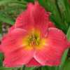 Courtesy of Banner Daylily Gardens Used with permission
