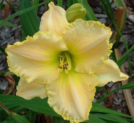 Photo of Daylily (Hemerocallis 'Eloquent Silence') uploaded by vic
