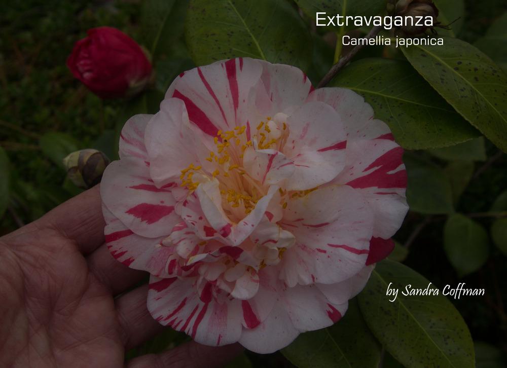 Photo of Japanese Camellia (Camellia japonica 'Extravaganza') uploaded by wren