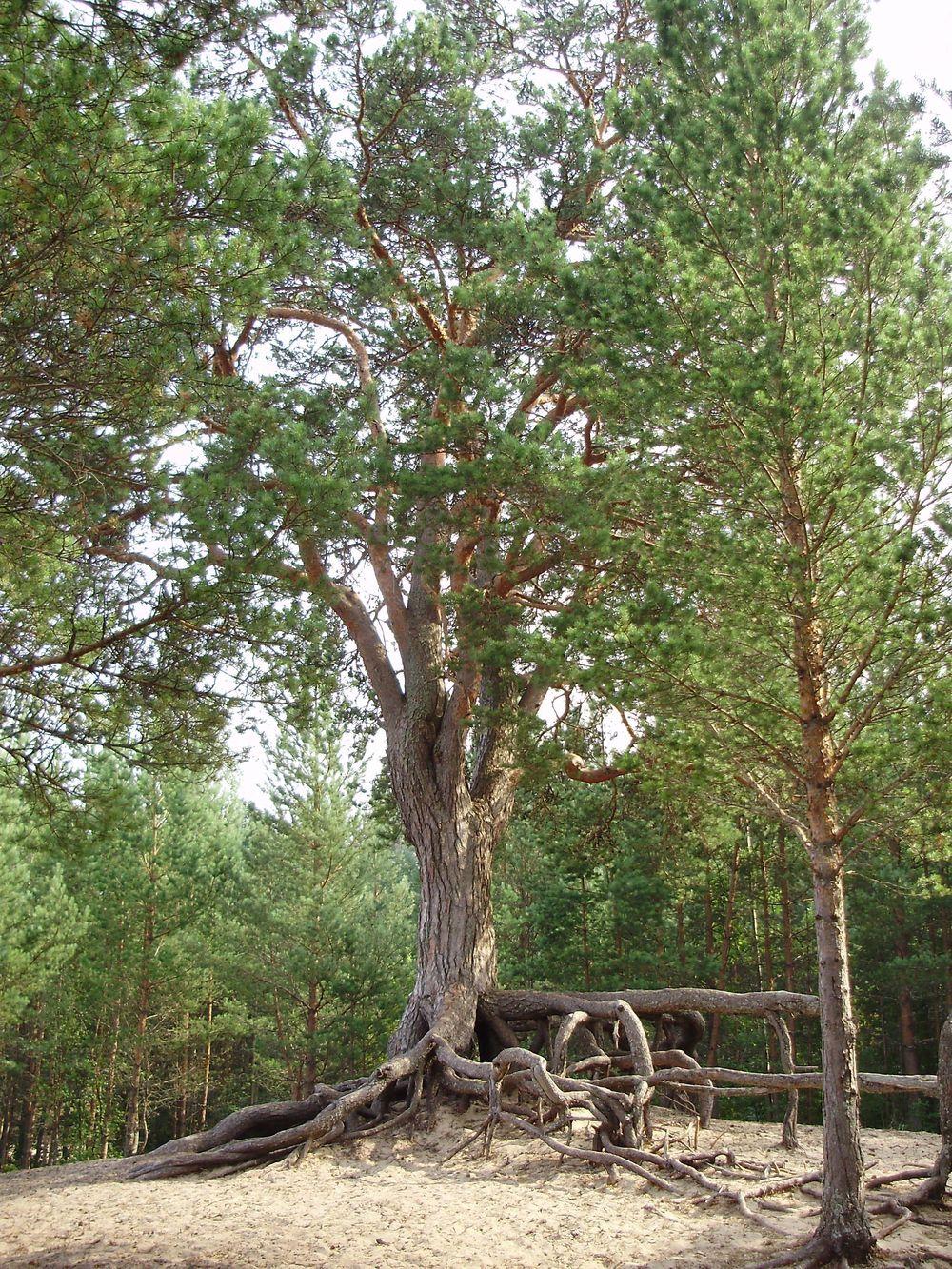 Photo of Scots Pine (Pinus sylvestris) uploaded by yurikashtanov