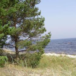 Location: The edge of the wood near the shore of the Ladoga lake, near Priozersk, Russia
Date: 2010-07-29
The picture was captured by me on the hot sunny day at the end of