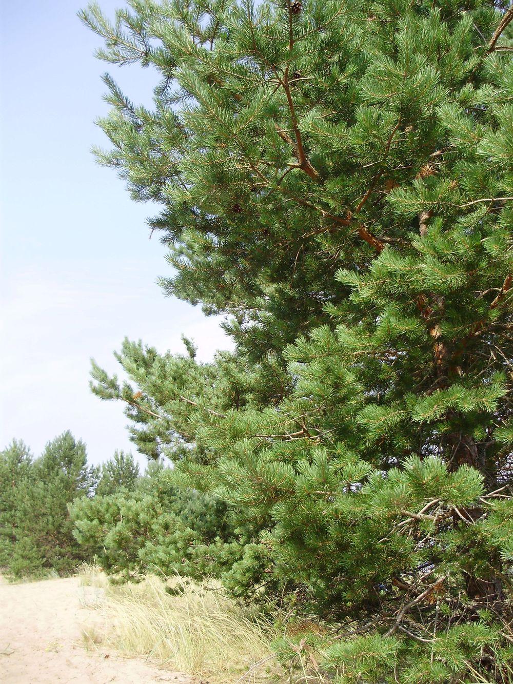 Photo of Scots Pine (Pinus sylvestris) uploaded by yurikashtanov