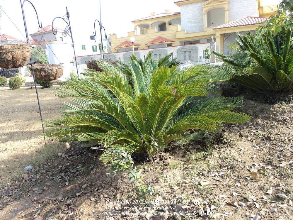 Photo of Sago Palm (Cycas revoluta) uploaded by KAMasud