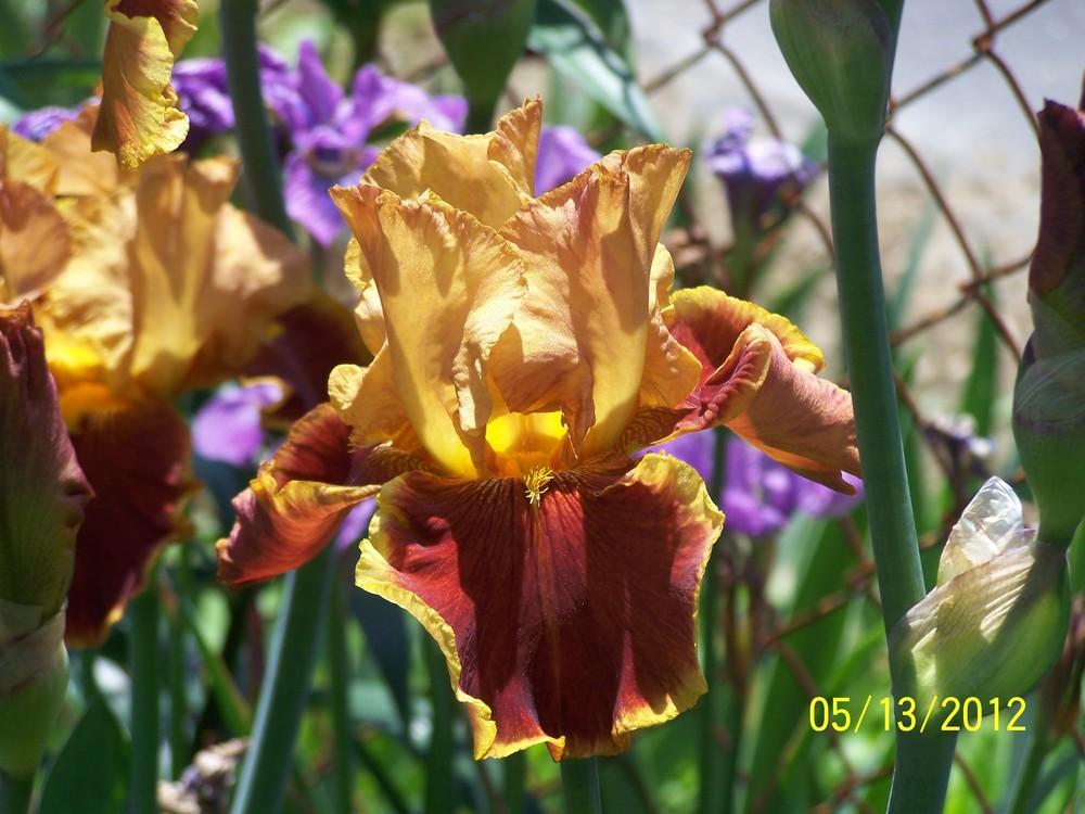 Photo of Tall Bearded Iris (Iris 'Exclusivity') uploaded by Misawa77