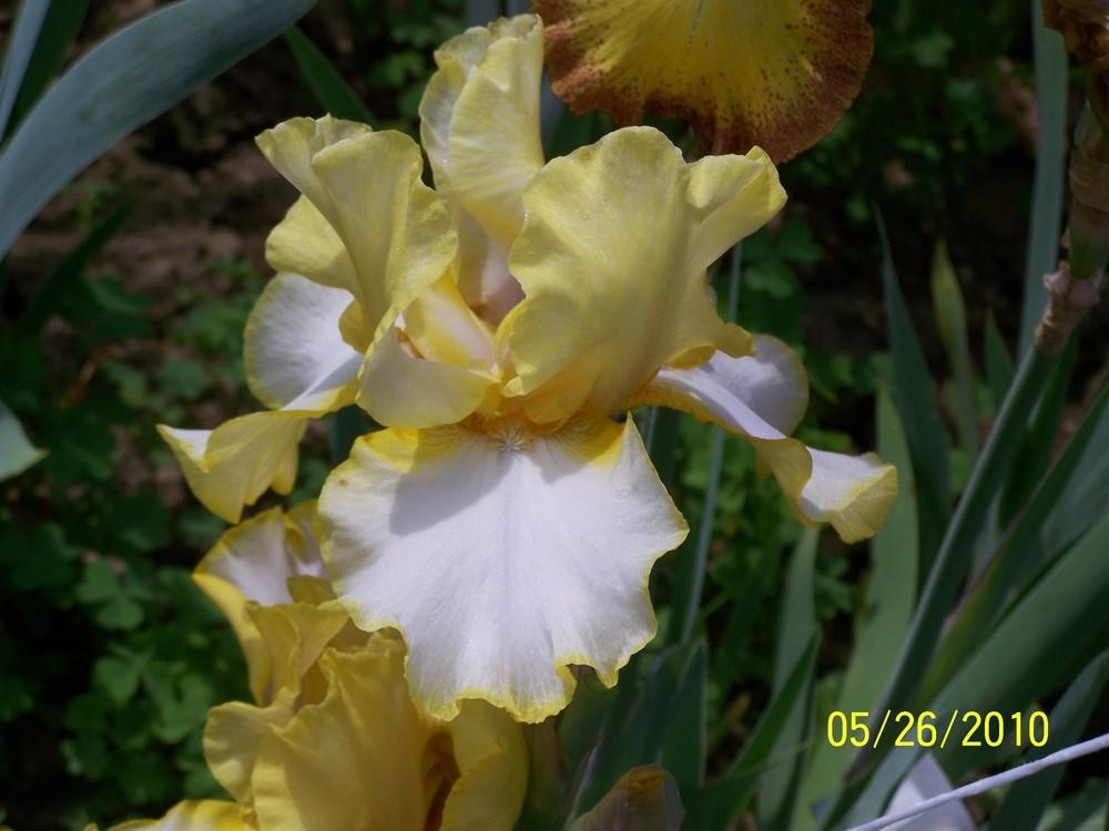 Photo of Tall Bearded Iris (Iris 'Debby Rairdon') uploaded by Misawa77