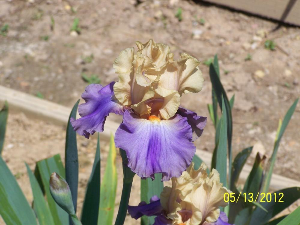 Photo of Tall Bearded Iris (Iris 'Different Approach') uploaded by Misawa77