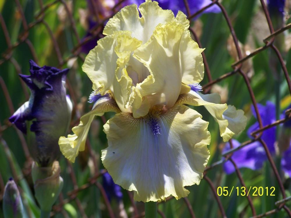 Photo of Tall Bearded Iris (Iris 'Ride the Tiger') uploaded by Misawa77