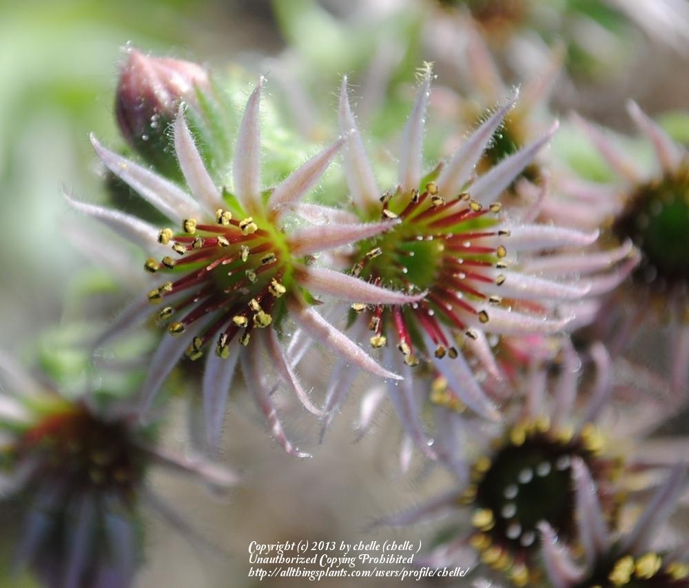 Photo of Sempervivum uploaded by chelle
