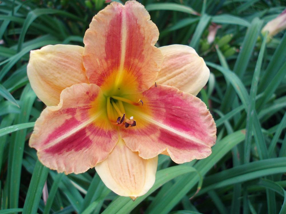 Photo of Daylily (Hemerocallis 'Most Unusual') uploaded by snickerspooh
