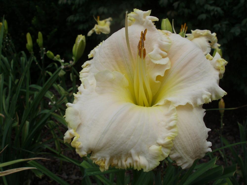Photo of Daylily (Hemerocallis 'Lacy All Over') uploaded by snickerspooh