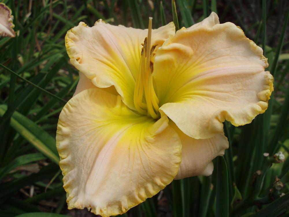 Photo of Daylily (Hemerocallis 'The Anointed One') uploaded by snickerspooh