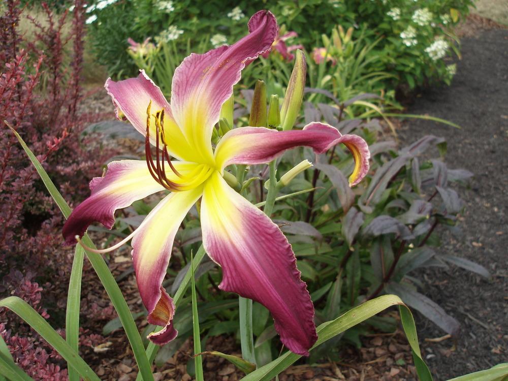 Photo of Daylily (Hemerocallis 'Flying Purple People Eater') uploaded by snickerspooh