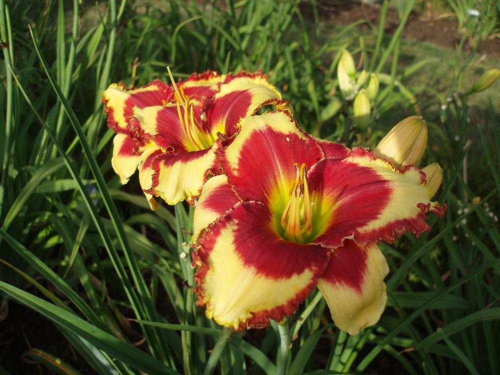 Photo of Daylily (Hemerocallis 'Tropical Pirate') uploaded by snickerspooh