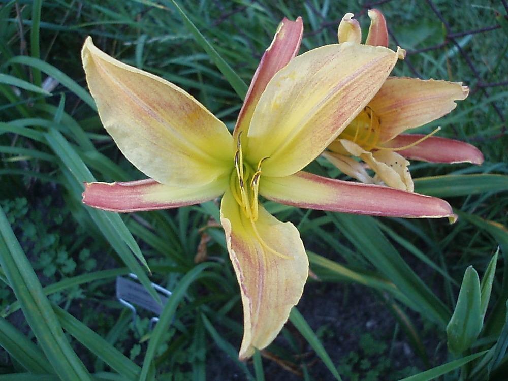 Photo of Daylily (Hemerocallis 'In Reverse') uploaded by snickerspooh