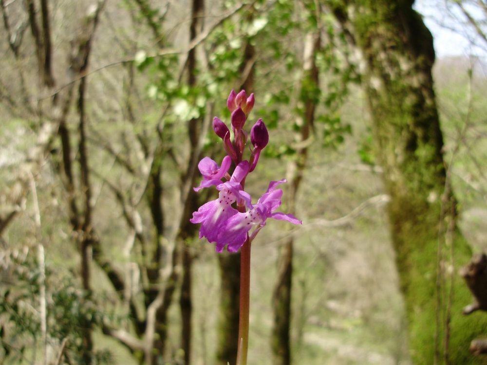 Photo of Early Purple Orchid (Orchis mascula) uploaded by yurikashtanov