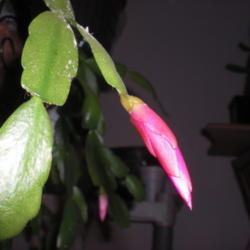 Location: ,Front Royal,Va
Date: 2013-01-10
Bud & leaves of True Xmas Cactus Buckleyi