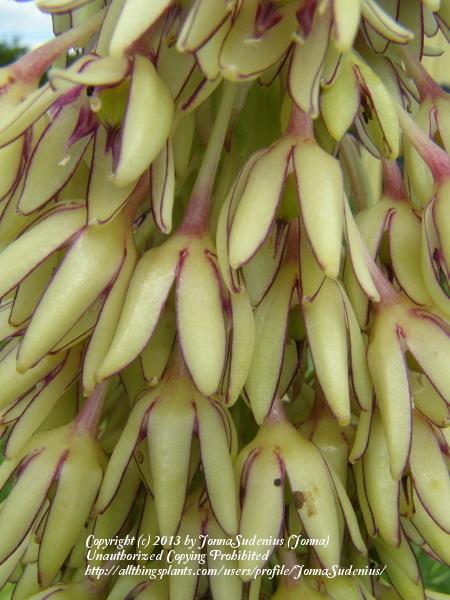 Photo of Pineapple Lily (Eucomis bicolor) uploaded by JonnaSudenius