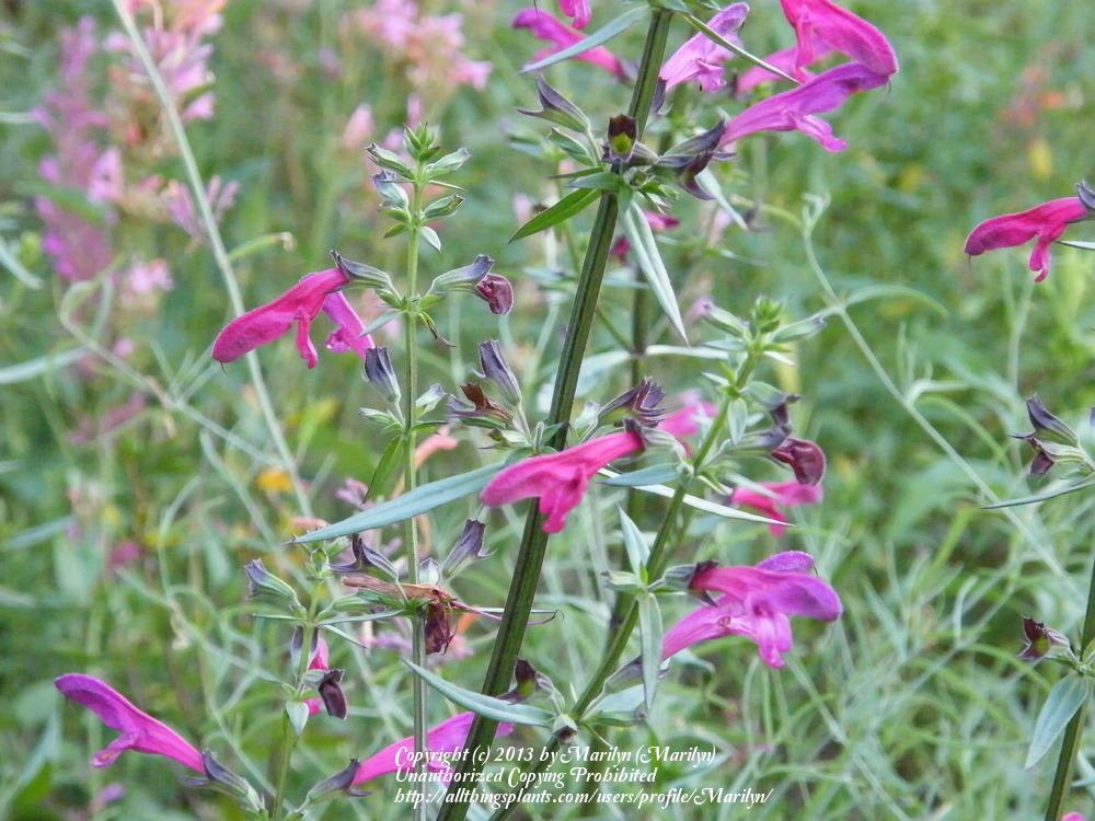 Photo of Big Red Sage (Salvia penstemonoides) uploaded by Marilyn