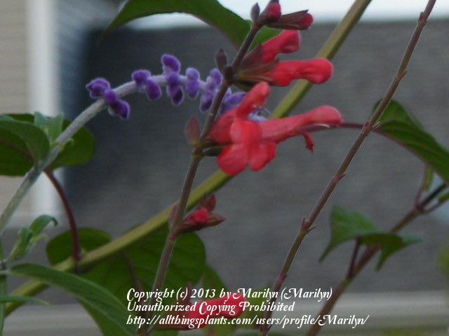 Photo of Hybrid Sage (Salvia 'Scarlet Spires') uploaded by Marilyn