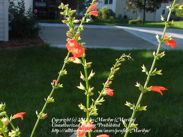 Photo of Salvia (Salvia subrotunda) uploaded by Marilyn