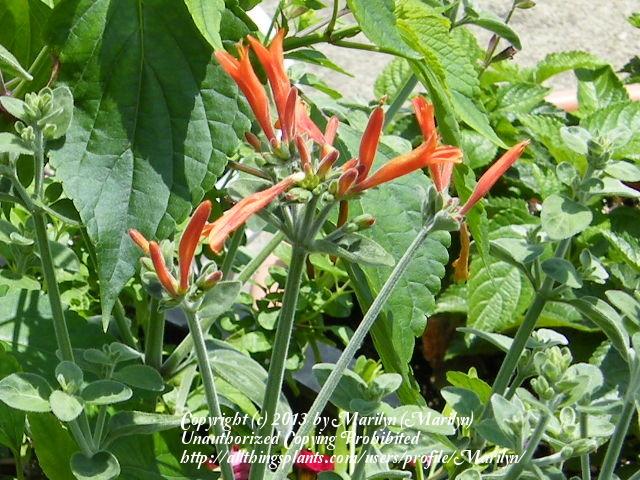 Photo of Uruguayan Firecracker Plant (Dicliptera squarrosa) uploaded by Marilyn