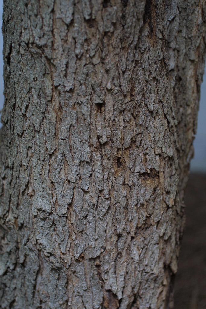 Photo of American Smoke Tree (Cotinus obovatus) uploaded by SongofJoy